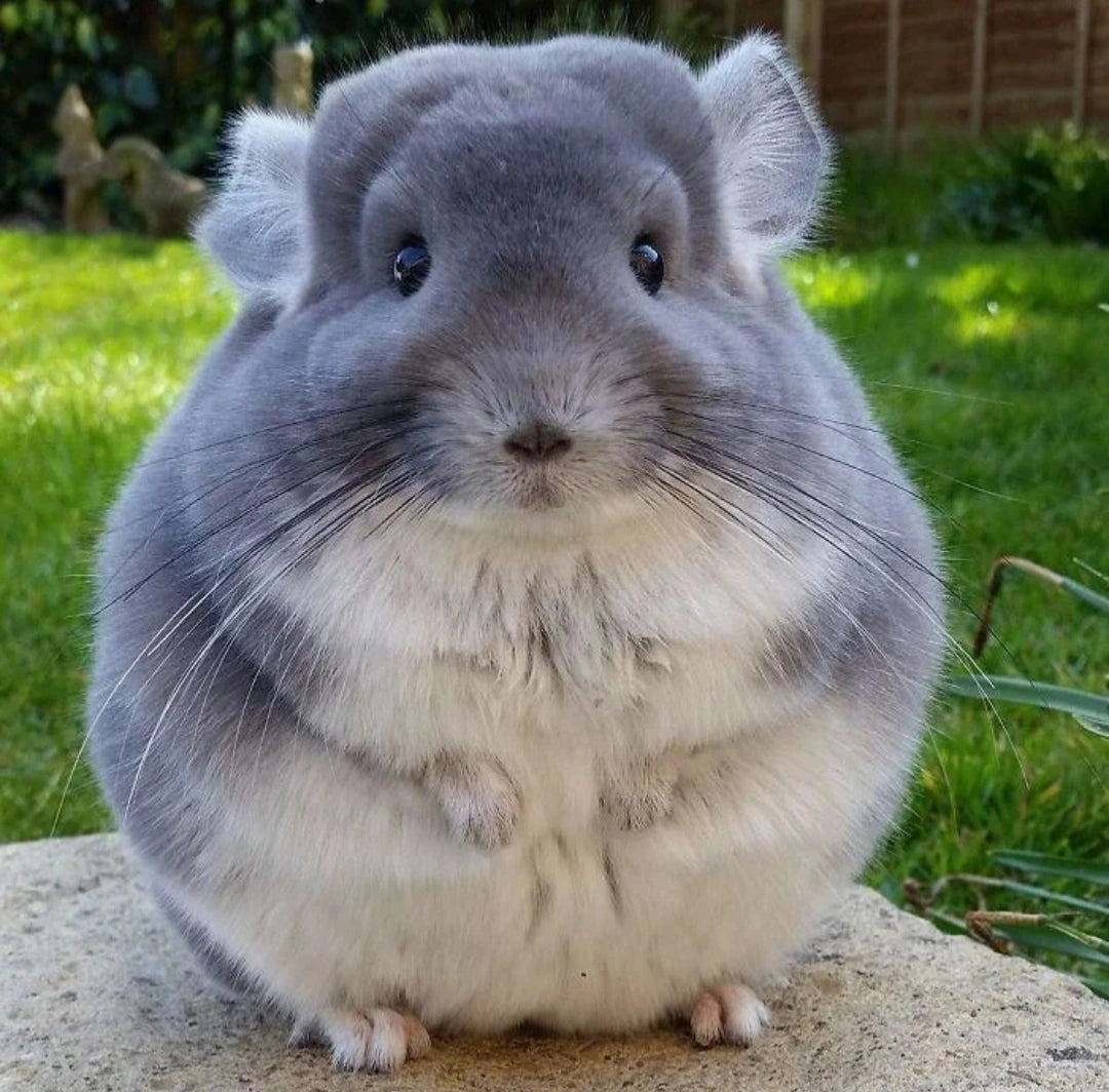 Chinchilla