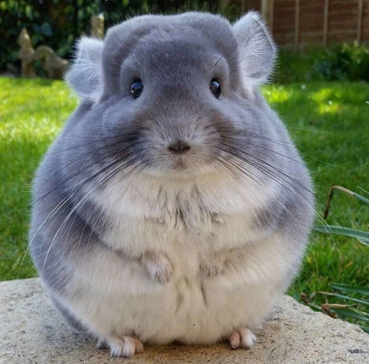 Chinchilla